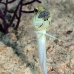 jawfish_yellowhead_bcf_nwp_v_0119_tci2044.jpg